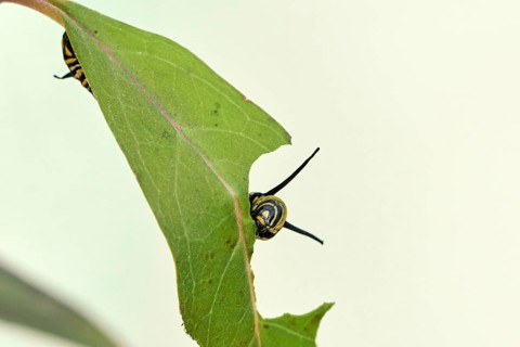 Caterpillar of the monarch butterfly