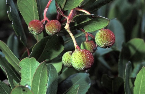 Western strawberry tree