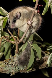 Forest dormouse