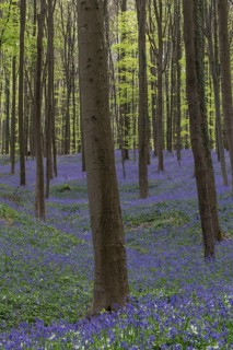 Bluebells