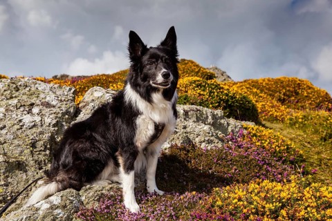 Border Collie