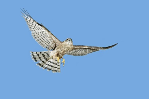 EUROPEAN SPARROWHAWK