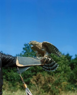 Falconer with Goshawk