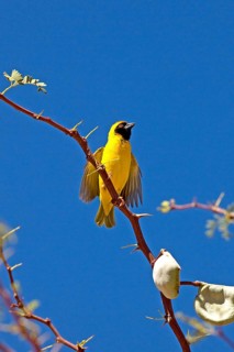 Southern Masked Weaver
