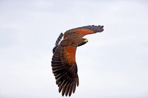 Harris's hawk