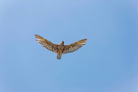 Saker falcon
