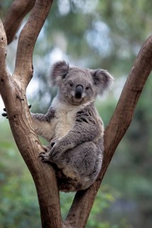 KOALA
