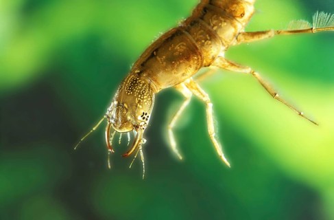 Great Diving Beetle