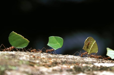 Leaf-Cutter Ant