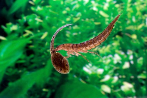 Great Diving Beetle