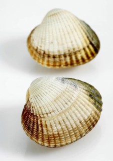 Common Cockle