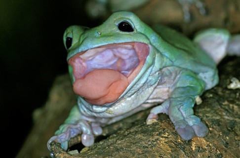 WHITE Australian green tree frog