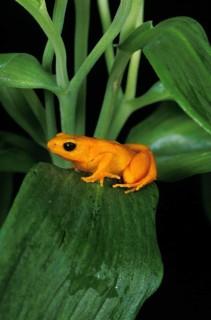 Golden mantella