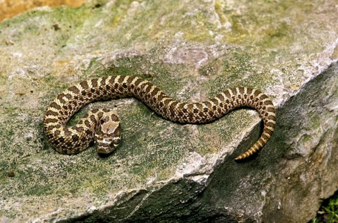 PLAINS HOGNOSE Western hognose snake