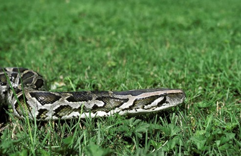 Indian python
