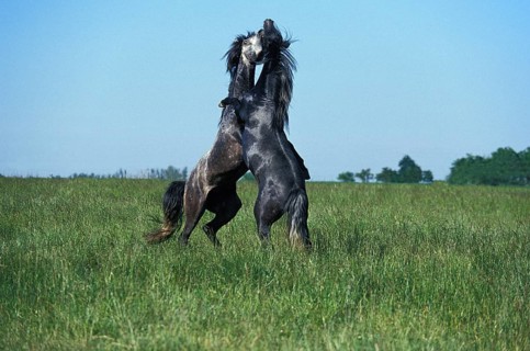 Lusitano stallion