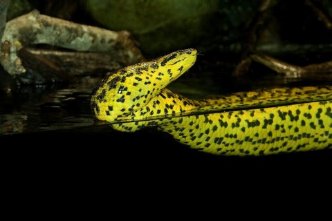 YELLOW ANACONDA
