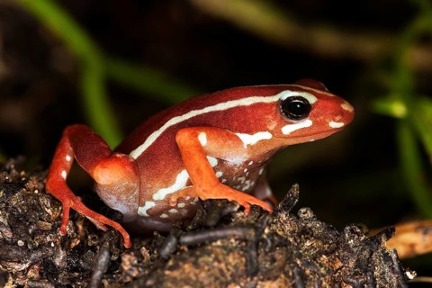 PHANTASMAL Phantasmal poison frog