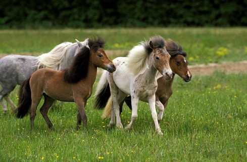 American Miniature Horse