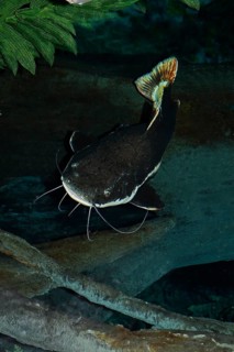 Red-finned