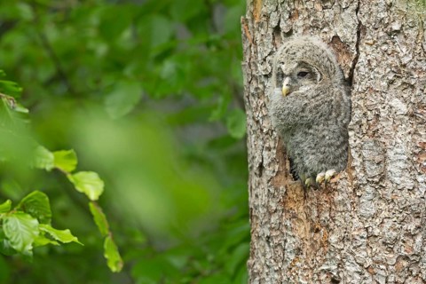 Ural owl