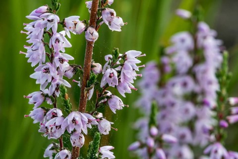 Close up of common heather