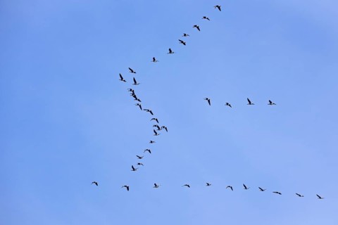 Flock of Greater white fronted goose