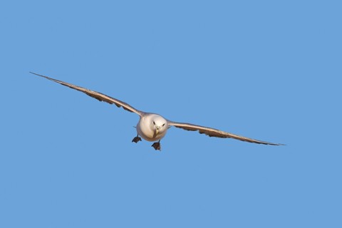 Northern fulmar