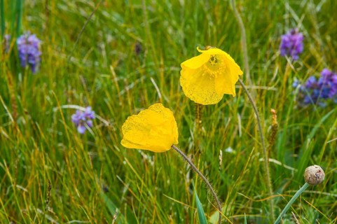(Papaver) tianschanicum, Sary Jaz valley, Issyk Kul region, Kyrgyzstan, Asia