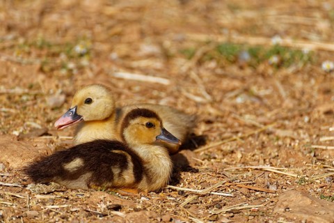 Ducklings