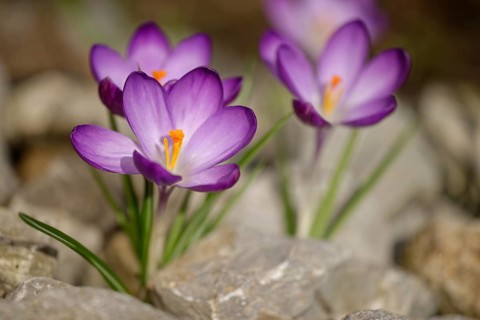 Woodland crocus