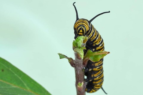 Caterpillar of the monarch butterfly