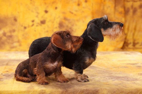 Dwarf greyhound dachshund