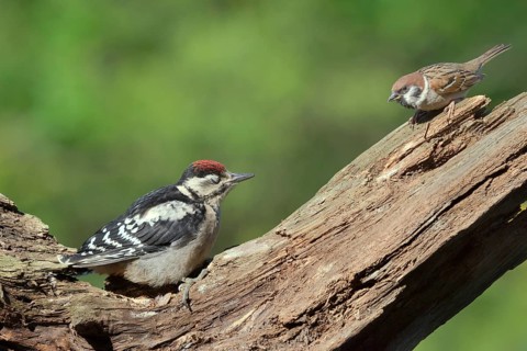 Young spotted woodpecker