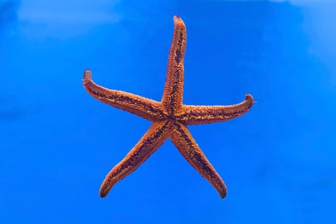Starfish