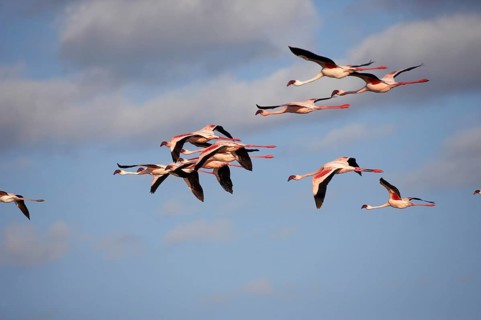 Lesser Flamingo