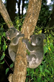 Koala