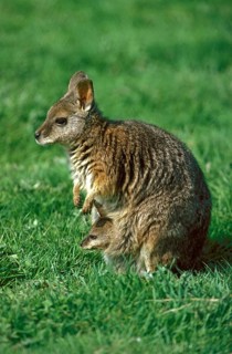 PARMA WALLABY