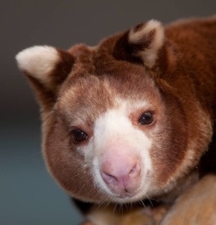 Matschie's tree kangaroo