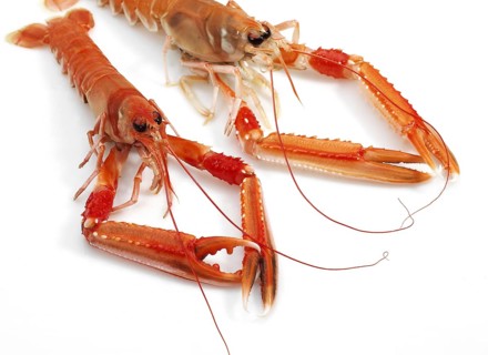 Dublin Bay prawn
