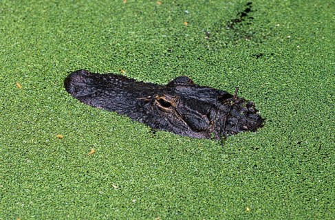 AMERICAN ALLIGATOR alligator mississipiensis