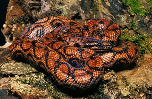 Rainbow boa