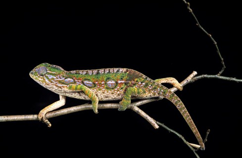 Madagascar jeweled chameleon