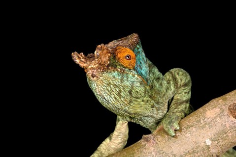 Parsons chameleon