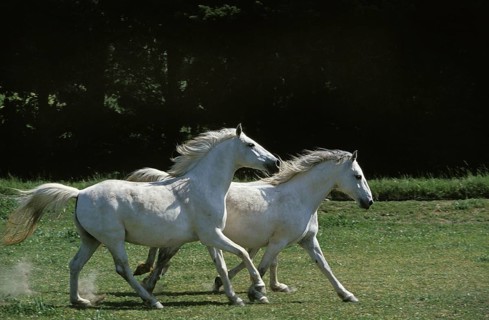 LIPIZZAN HORSE