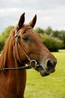 SELLE FRANCAIS HORSE
