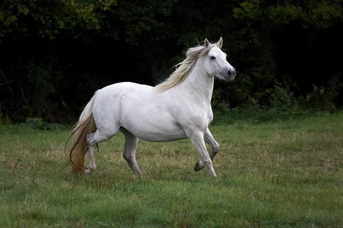 Connemara pony