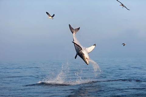 Great white shark