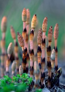 Field Horsetail