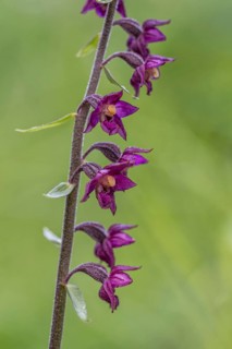 Dark red helleborine
